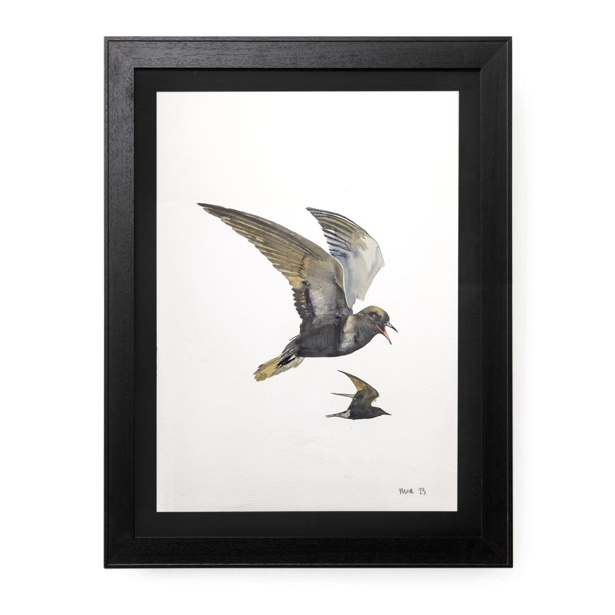 Black Terns