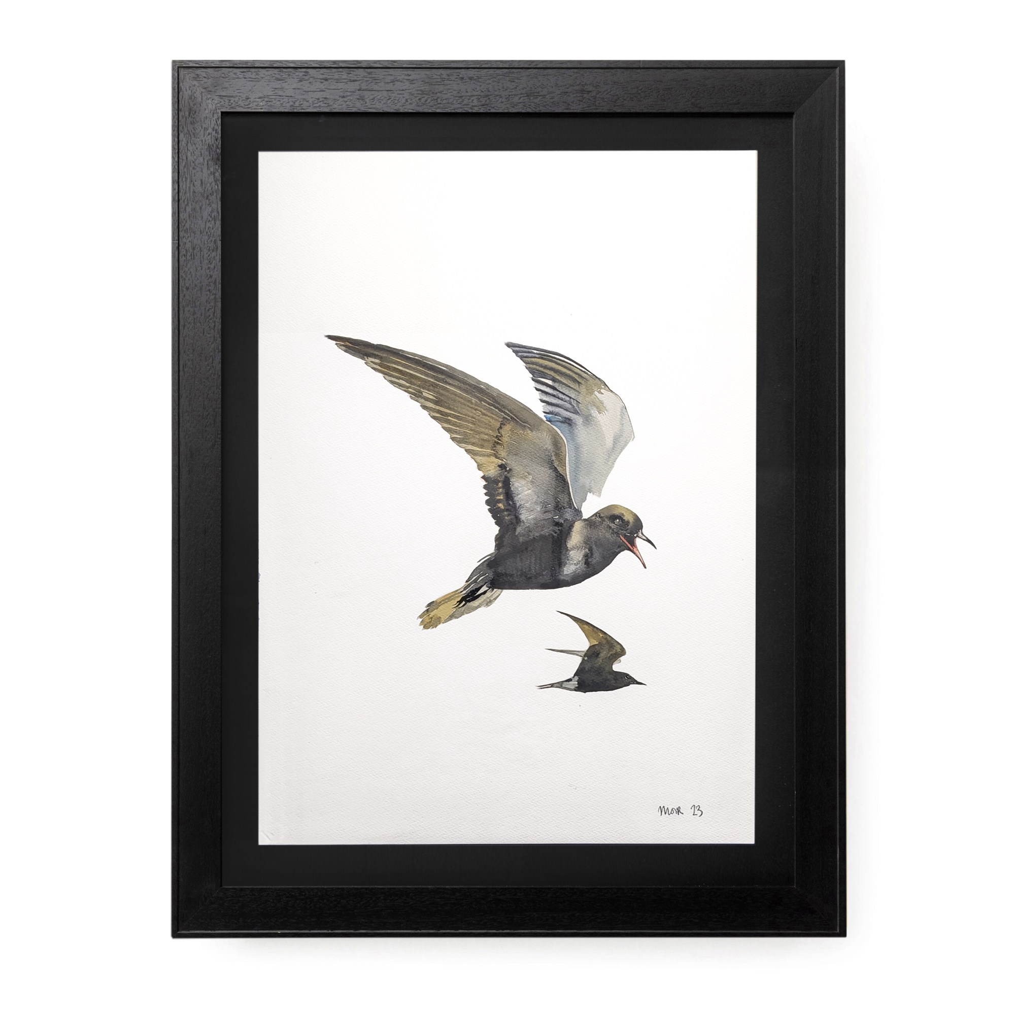 Black Terns