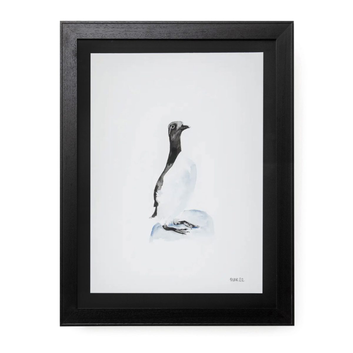 Guillemot